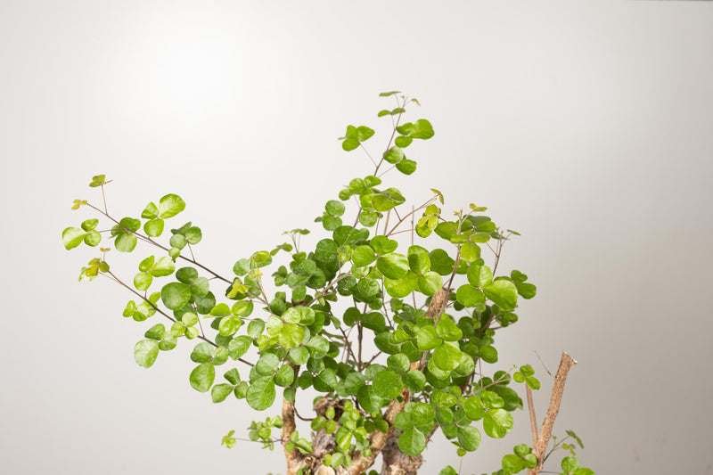 22 発根済  commiphora orbicularis コミフォラ オルビクラリス