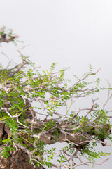 1074- 発根済 Operculicarya Pachypus オペルクリカリア・パキプス