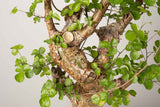 22 発根済  commiphora orbicularis コミフォラ オルビクラリス