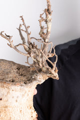 i208 - アダンソニア ディギタータ バオバブ Adansonia digitata