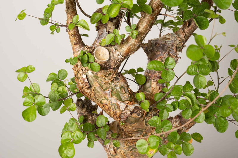 22 発根済  commiphora orbicularis コミフォラ オルビクラリス