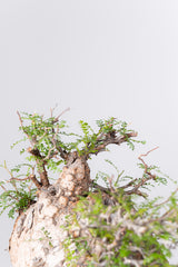 1074- 発根済 Operculicarya Pachypus オペルクリカリア・パキプス