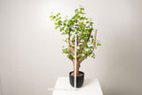 22 発根済  commiphora orbicularis コミフォラ オルビクラリス