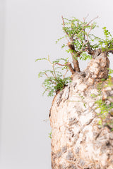 1074- 発根済 Operculicarya Pachypus オペルクリカリア・パキプス