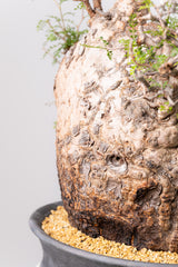 1074- 発根済 Operculicarya Pachypus オペルクリカリア・パキプス