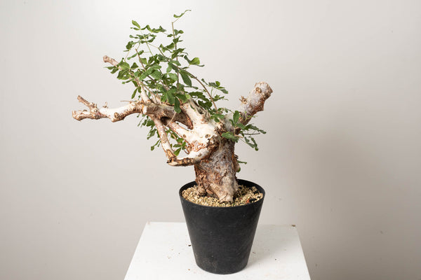 14 発根済 commiphora orbicularis コミフォラ オルビクラリス