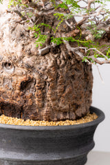 1074- 発根済 Operculicarya Pachypus オペルクリカリア・パキプス