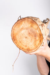 i208 - アダンソニア ディギタータ バオバブ Adansonia digitata