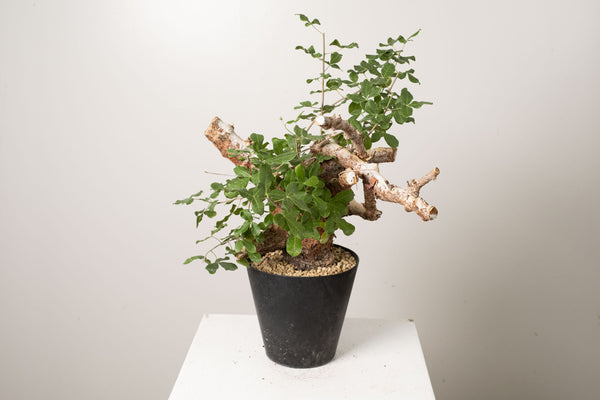 14 発根済 commiphora orbicularis コミフォラ オルビクラリス