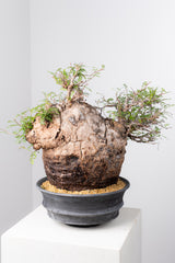 1074- 発根済 Operculicarya Pachypus オペルクリカリア・パキプス