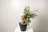 14 発根済 commiphora orbicularis コミフォラ オルビクラリス