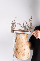 i208 - アダンソニア ディギタータ バオバブ Adansonia digitata