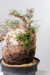 1074- 発根済 Operculicarya Pachypus オペルクリカリア・パキプス