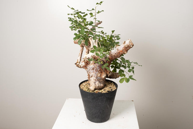 14 発根済 commiphora orbicularis コミフォラ オルビクラリス