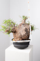 1074- 発根済 Operculicarya Pachypus オペルクリカリア・パキプス