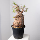 1075- 発根済 Operculicarya Pachypus オペルクリカリア・パキプス