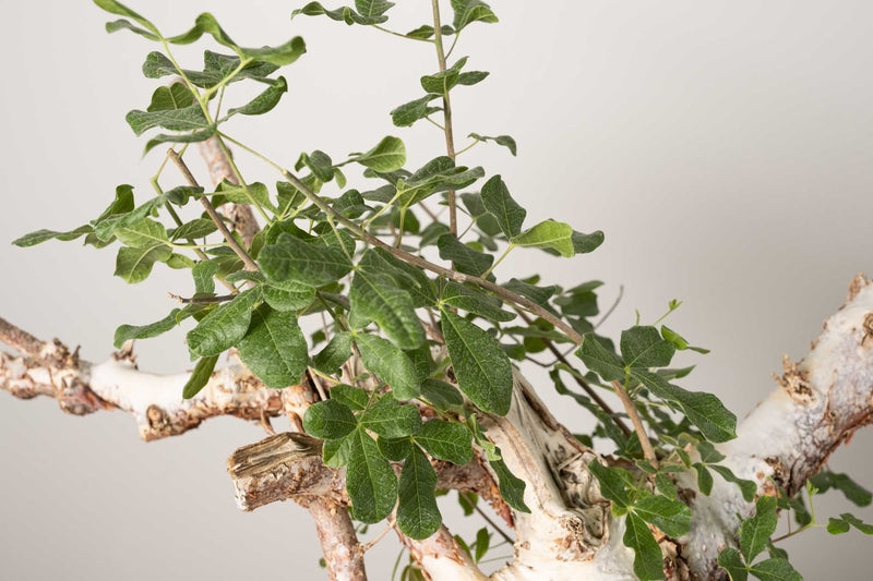 14 発根済 commiphora orbicularis コミフォラ オルビクラリス