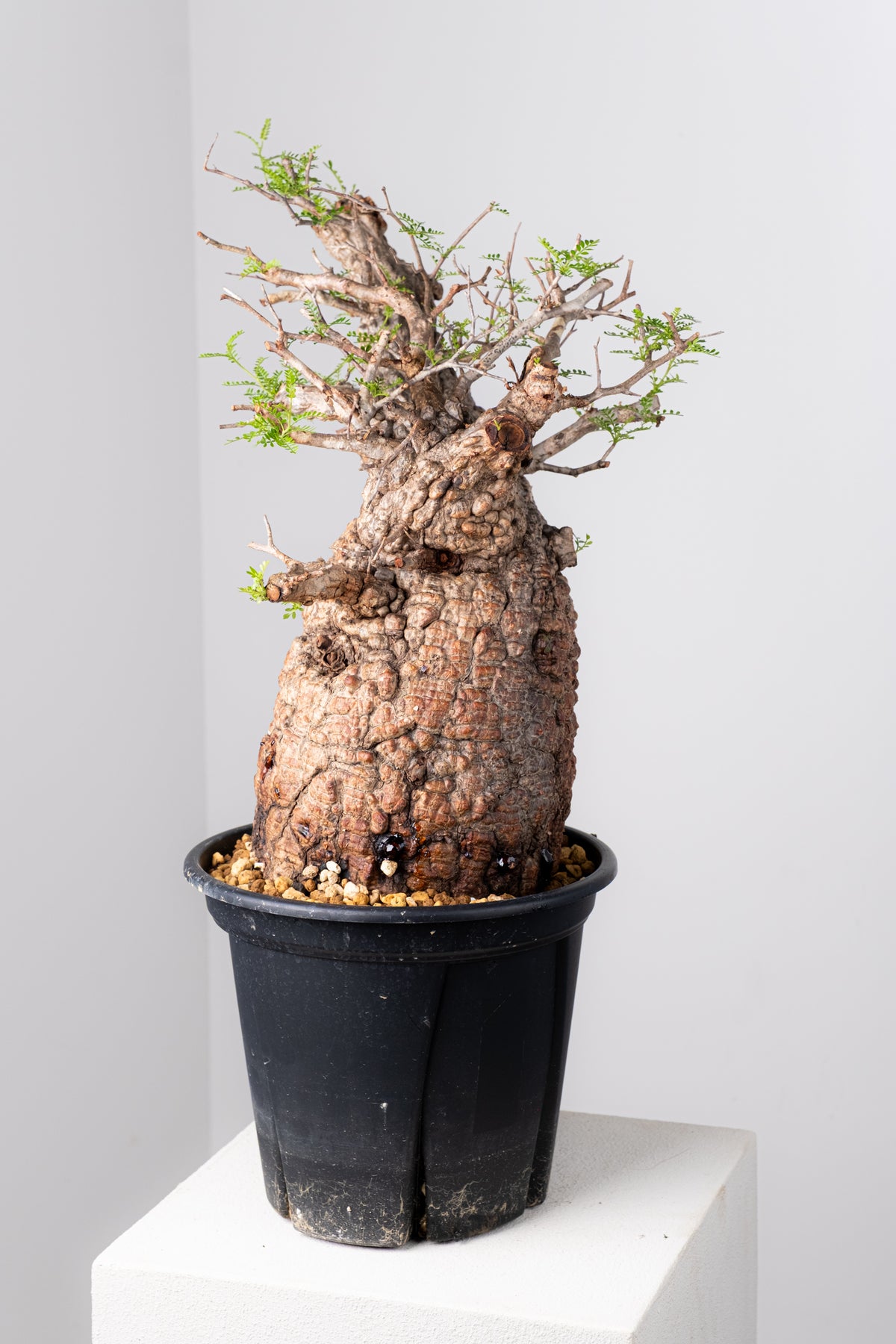 オペルクリカリア・パキプス / OPERCULICARYA PACHYPUS – KOMO