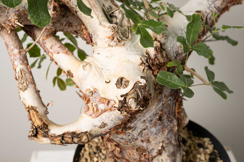14 発根済 commiphora orbicularis コミフォラ オルビクラリス