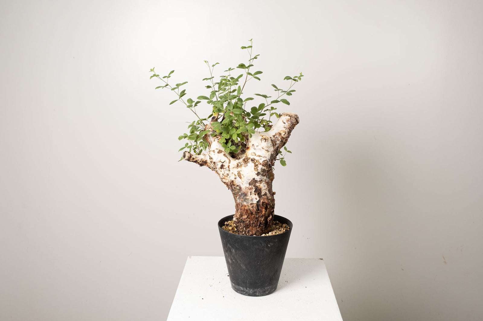 ま*ん様 【発根済・3.5号サイズ】陽炎ワイルド株！！エボリスピナ/鉢ごと