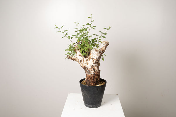 21 発根済 commiphora orbicularis  コミフォラ オルビクラリス