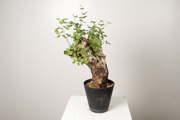 21 発根済 commiphora orbicularis  コミフォラ オルビクラリス