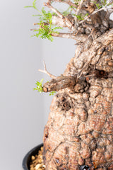 1075- 発根済 Operculicarya Pachypus オペルクリカリア・パキプス