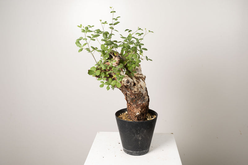 21 発根済 commiphora orbicularis  コミフォラ オルビクラリス