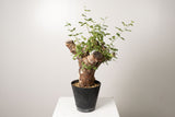 21 発根済 commiphora orbicularis  コミフォラ オルビクラリス