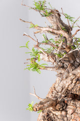 1075- 発根済 Operculicarya Pachypus オペルクリカリア・パキプス