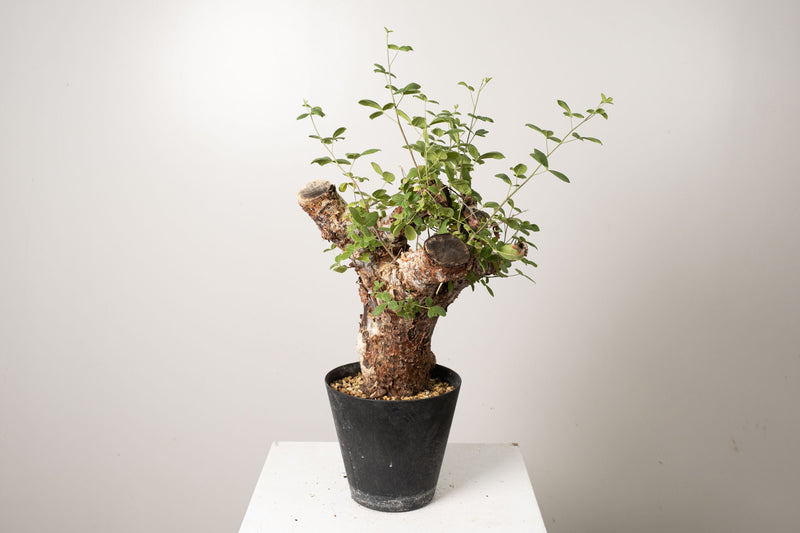 21 発根済 commiphora orbicularis  コミフォラ オルビクラリス