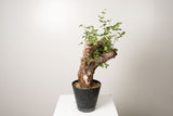 21 発根済 commiphora orbicularis  コミフォラ オルビクラリス