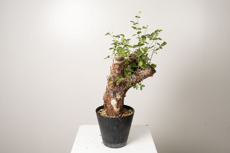 21 発根済 commiphora orbicularis  コミフォラ オルビクラリス