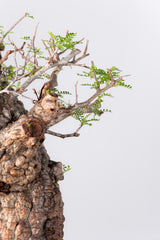 1075- 発根済 Operculicarya Pachypus オペルクリカリア・パキプス