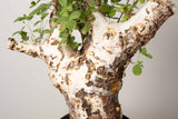 21 発根済 commiphora orbicularis  コミフォラ オルビクラリス