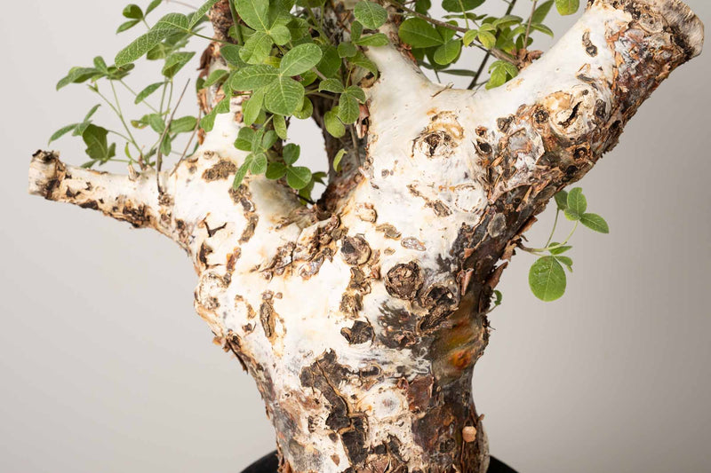 21 発根済 commiphora orbicularis  コミフォラ オルビクラリス