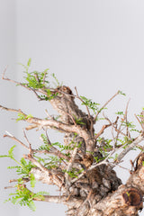 1075- 発根済 Operculicarya Pachypus オペルクリカリア・パキプス