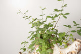 21 発根済 commiphora orbicularis  コミフォラ オルビクラリス