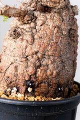 1075- 発根済 Operculicarya Pachypus オペルクリカリア・パキプス