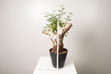 21 発根済 commiphora orbicularis  コミフォラ オルビクラリス