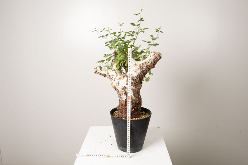 21 発根済 commiphora orbicularis  コミフォラ オルビクラリス