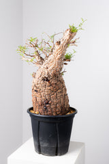 1075- 発根済 Operculicarya Pachypus オペルクリカリア・パキプス