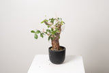 2 発根済  commiphora orbicularis コミフォラ オルビクラリス