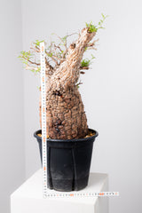 1075- 発根済 Operculicarya Pachypus オペルクリカリア・パキプス