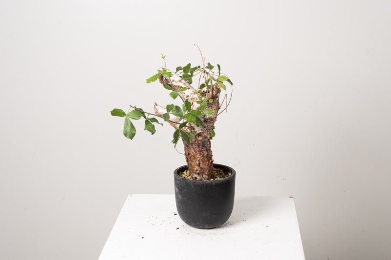 2 発根済  commiphora orbicularis コミフォラ オルビクラリス