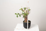 2 発根済  commiphora orbicularis コミフォラ オルビクラリス
