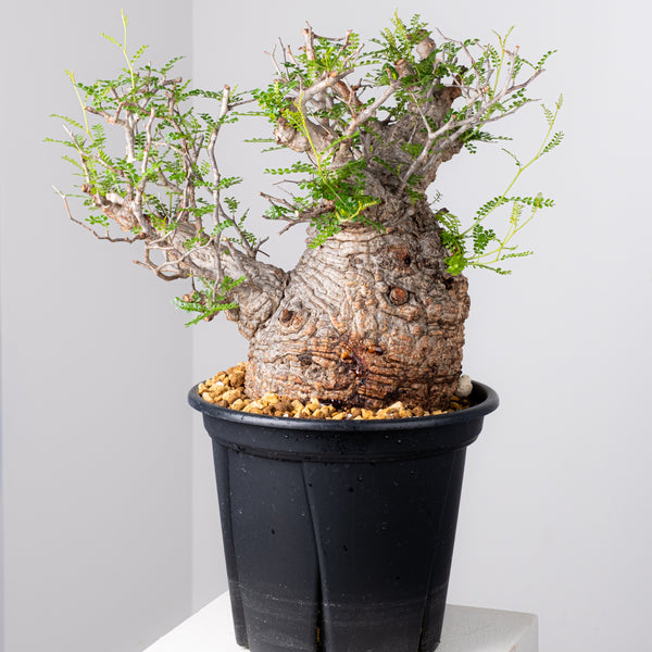 オペルクリカリア・パキプス / OPERCULICARYA PACHYPUS – KOMO