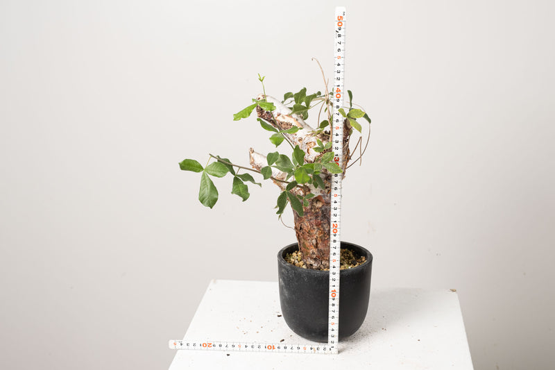 2 発根済  commiphora orbicularis コミフォラ オルビクラリス