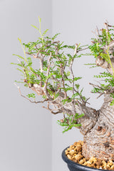 1076- 発根済 Operculicarya Pachypus オペルクリカリア・パキプス