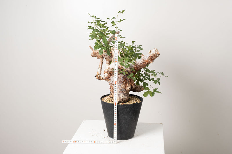 14 発根済 commiphora orbicularis コミフォラ オルビクラリス